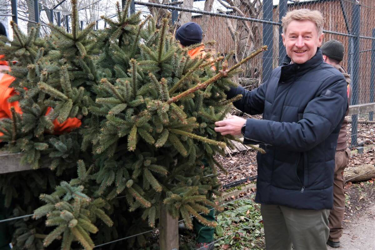 vizebürgermeister Gerhard Kroiß hält Äste des zerlegten Weihnachtsbaums, während dieser ins Tiergehege gebracht wird