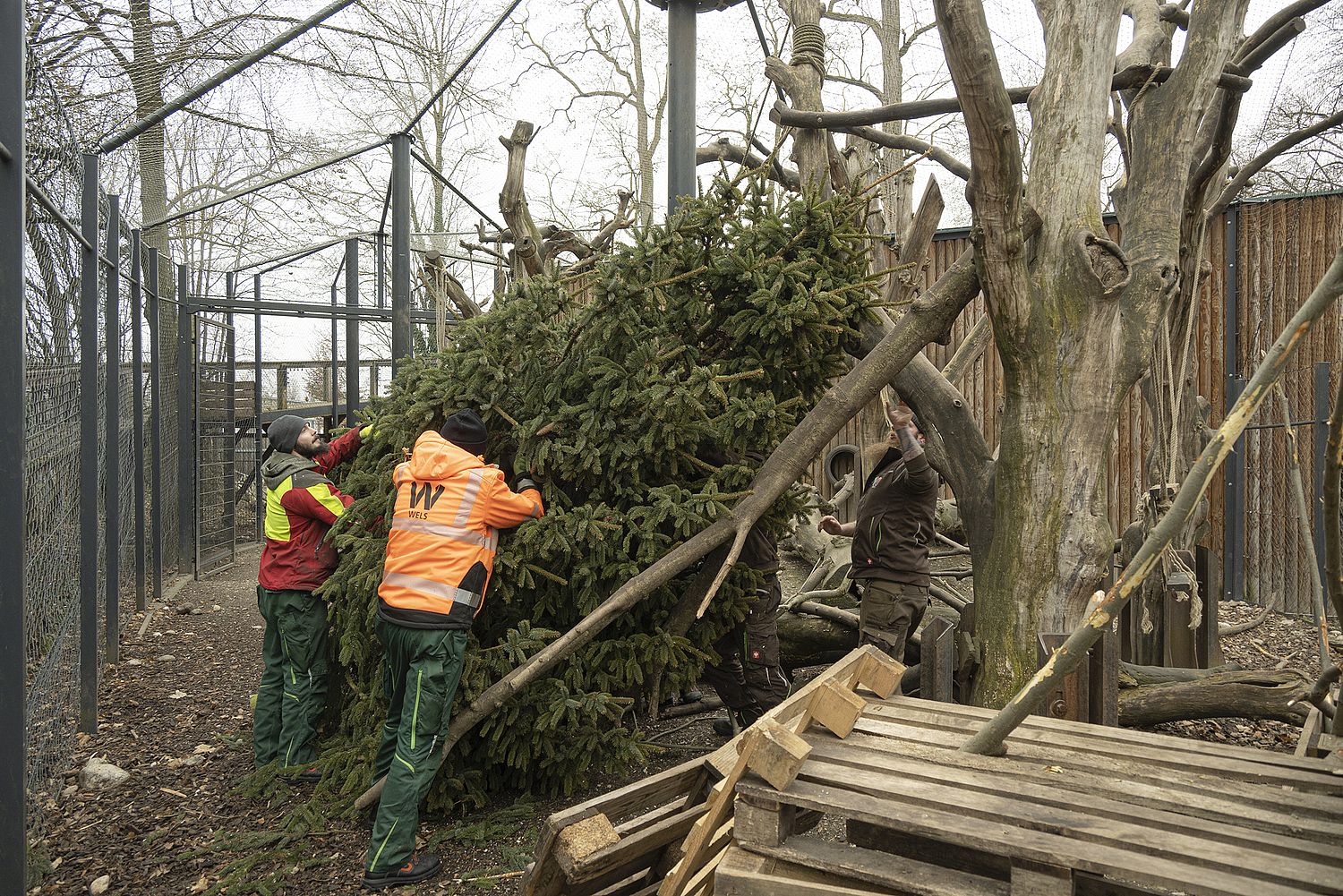 Mitarbeiter der Stadtgärtnerei und des Tiergartens positionieren die Spitze des großen Weihnachtsbaumes im Affengehege