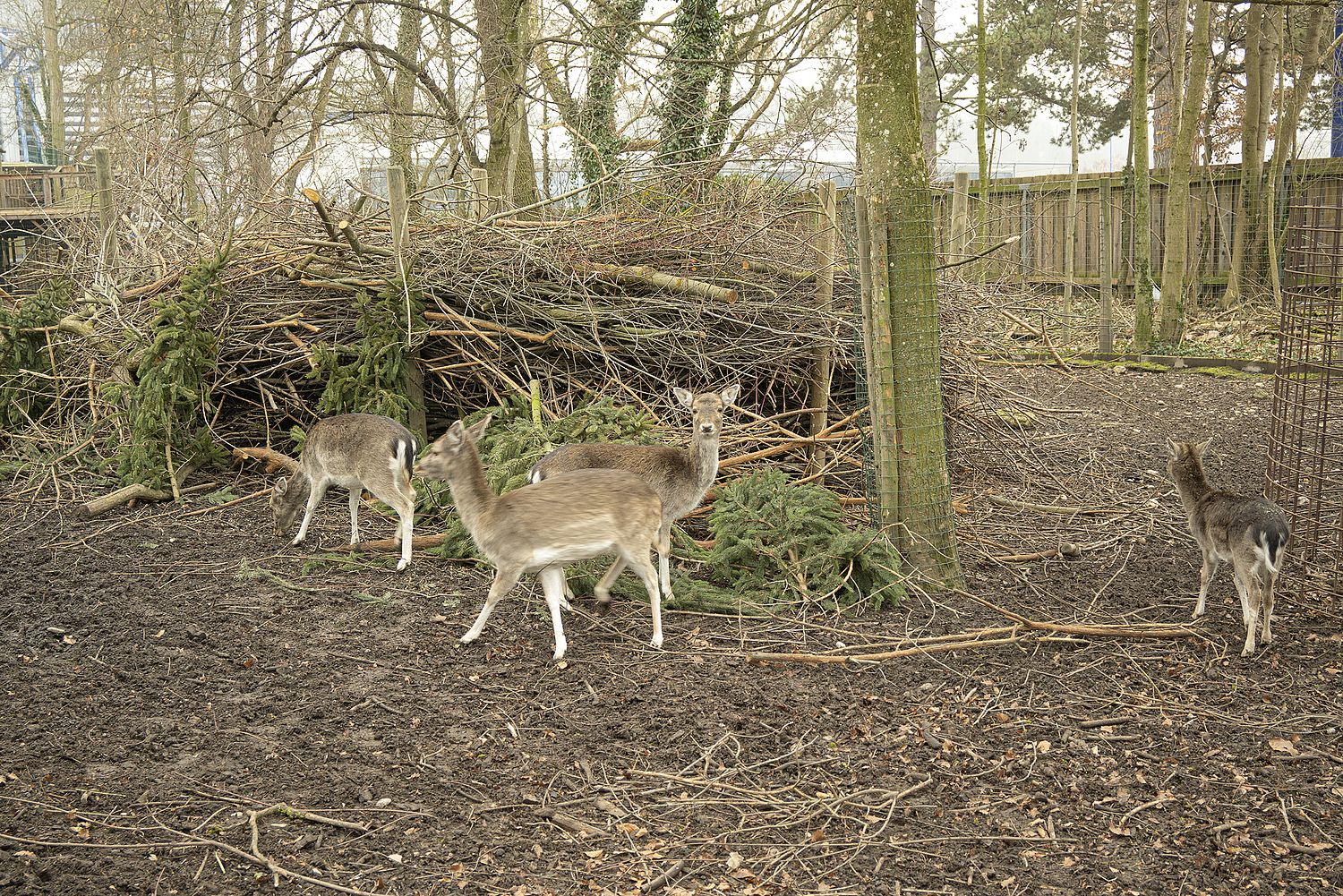 Rehe im Gehege mit den frischen neuen Ästen des neu verwerteten Weihnachtsbaumes